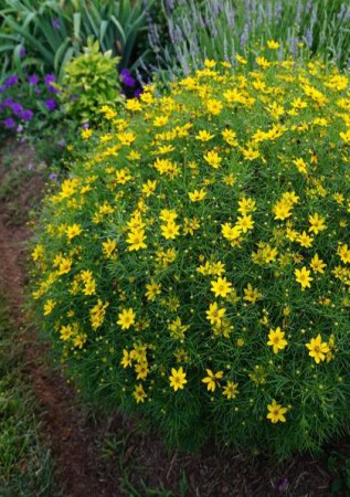 COREOPSIS verticillata Zagreb